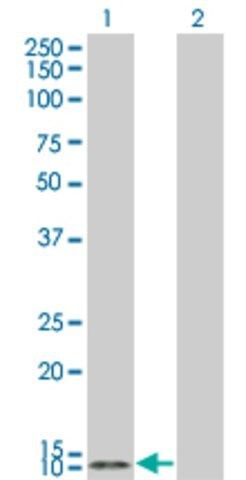Monoclonal Anti-TCL1A, (C-terminal) antibody produced in mouse