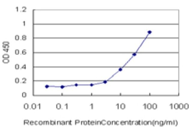 Monoclonal Anti-TAZ antibody produced in mouse