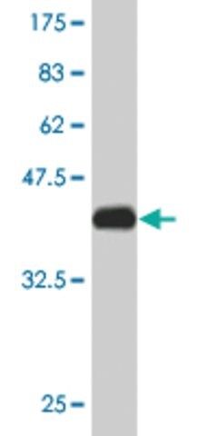 Monoclonal Anti-TCEB2 antibody produced in mouse