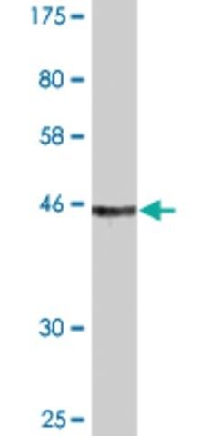 Monoclonal Anti-TCEAL1 antibody produced in mouse