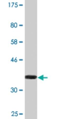 Monoclonal Anti-TECTA antibody produced in mouse