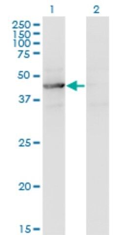 Monoclonal Anti-TEX28 antibody produced in mouse