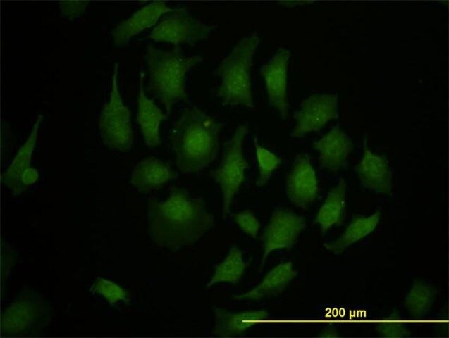 Monoclonal Anti-TBX3 antibody produced in mouse