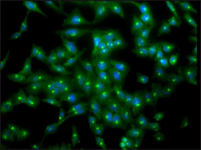 Monoclonal Anti-Tcp1 Alpha-Fitc antibody produced in rat