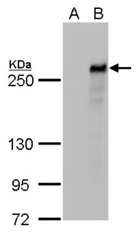 Monoclonal Anti-TET2 antibody produced in mouse