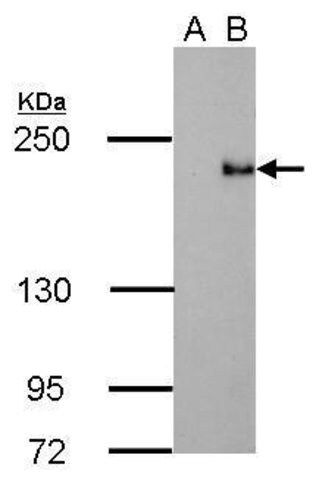 Monoclonal Anti-TET3 antibody produced in mouse