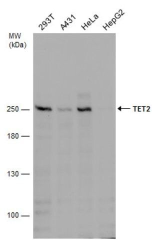 Monoclonal Anti-TET2 antibody produced in mouse