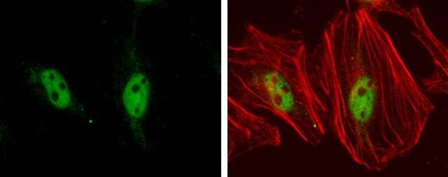 Monoclonal Anti-TEF1 antibody produced in mouse