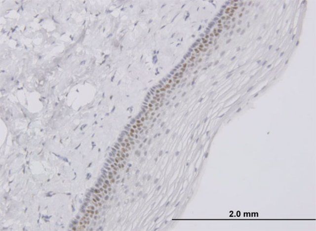 Monoclonal Anti-TFAP4 antibody produced in mouse