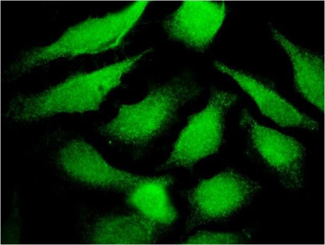 Monoclonal Anti-TF antibody produced in mouse