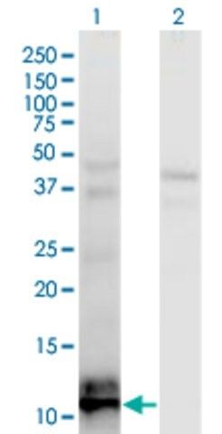 Monoclonal Anti-TIAF1 antibody produced in mouse