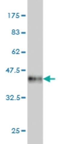Monoclonal Anti-TESK2 antibody produced in mouse