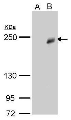 Monoclonal Anti-TET3 antibody produced in mouse