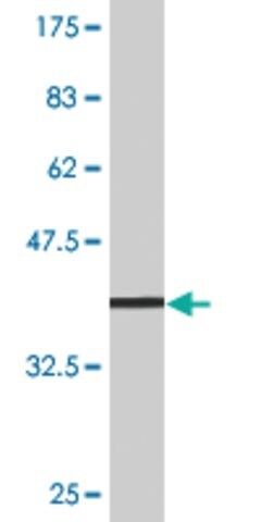 Monoclonal Anti-TNFSF13B antibody produced in mouse