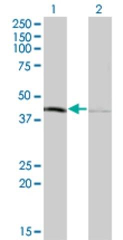 Monoclonal Anti-TFB1M antibody produced in mouse