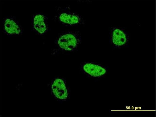 Monoclonal Anti-TFAP2B antibody produced in mouse