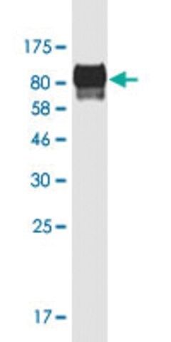 Monoclonal Anti-TFEB antibody produced in mouse