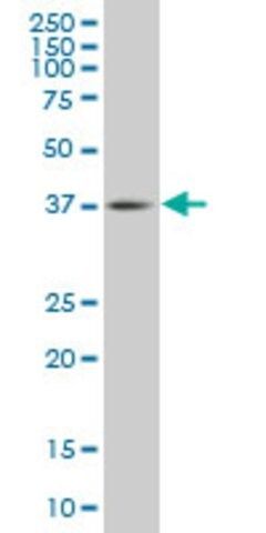 Monoclonal Anti-TFDP3, (N-terminal) antibody produced in mouse