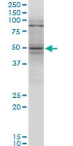 Monoclonal Anti-TNFRSF25 antibody produced in mouse