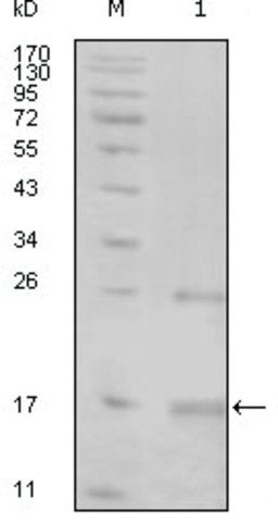 Monoclonal Anti-TNK1 antibody produced in mouse