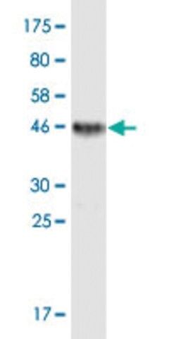 Monoclonal Anti-TNFRSF17 antibody produced in mouse