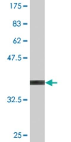 Monoclonal Anti-TNFRSF8 antibody produced in mouse