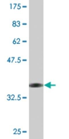 Monoclonal Anti-TFEC, (N-terminal) antibody produced in mouse