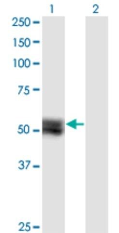 Monoclonal Anti-TNS4 antibody produced in mouse