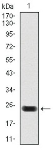 Monoclonal Anti-TNNT2 antibody produced in mouse