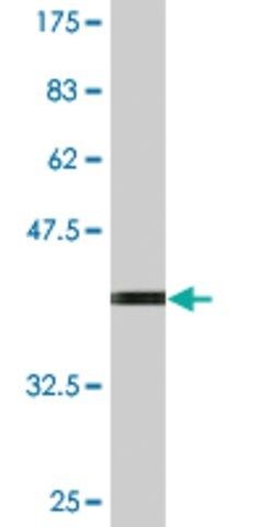 Monoclonal Anti-TNFSF13 antibody produced in mouse