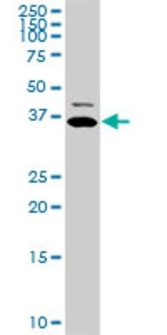 Monoclonal Anti-TNNT2, (N-terminal) antibody produced in mouse