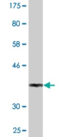 Monoclonal Anti-SEPHS1, (N-terminal) antibody produced in mouse