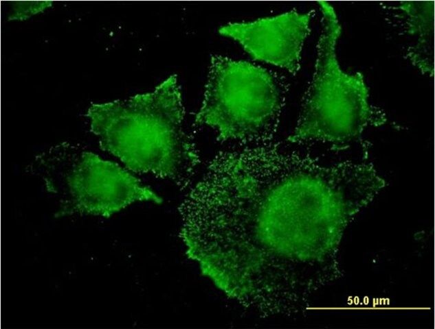 Monoclonal Anti-SGK2 antibody produced in mouse