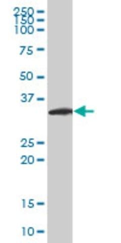 Monoclonal Anti-NEUROG2 antibody produced in mouse