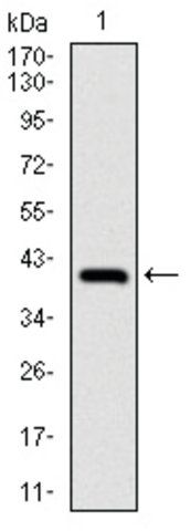 Monoclonal Anti-Nedd8 antibody produced in mouse