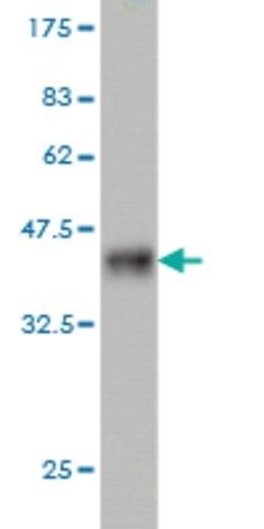 Monoclonal Anti-NEK4, (C-terminal) antibody produced in mouse