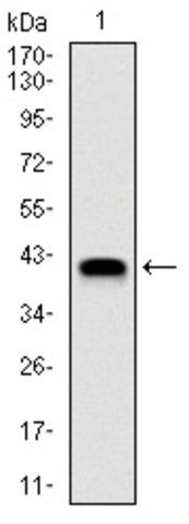 Monoclonal Anti-Nedd8 antibody produced in mouse