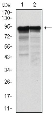 Monoclonal Anti-NEFL antibody produced in mouse