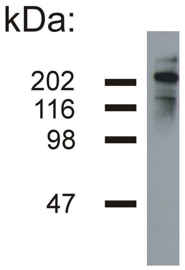 Monoclonal Anti-Neurofilament H antibody produced in mouse