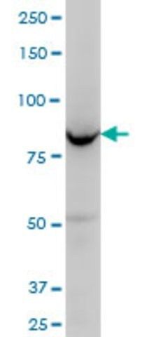 Monoclonal Anti-OSBPL8 antibody produced in mouse