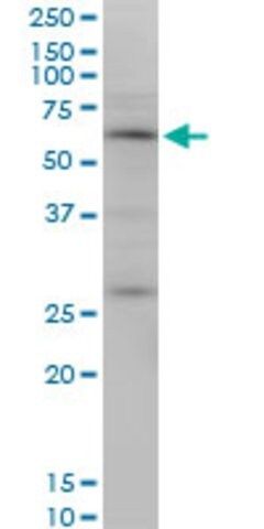 Monoclonal Anti-OTOP2 antibody produced in mouse
