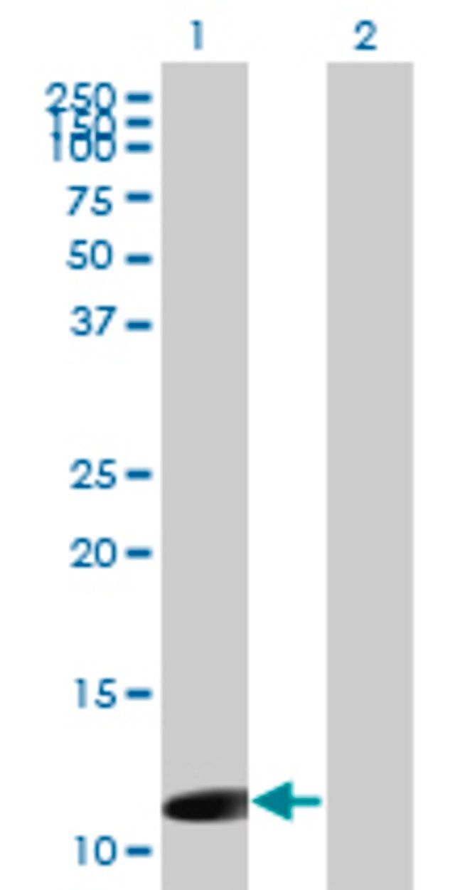 Monoclonal Anti-ORF1-FL49 antibody produced in mouse