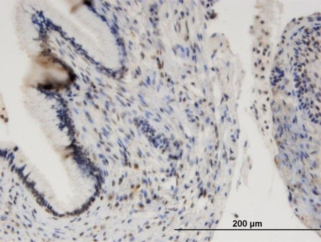Monoclonal Anti-ORC1L, (N-terminal) antibody produced in mouse