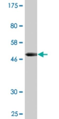 Monoclonal Anti-OSTF1 antibody produced in mouse