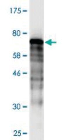 Monoclonal Anti-DNAJB5 antibody produced in mouse
