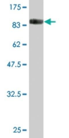 Monoclonal Anti-DKFZp727G131 antibody produced in mouse