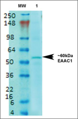 Monoclonal Anti-Eaac1-Atto 390 antibody produced in mouse