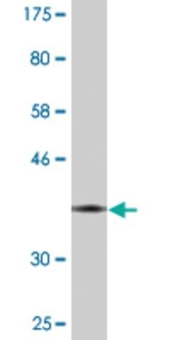 Monoclonal Anti-EED, (C-terminal) antibody produced in mouse