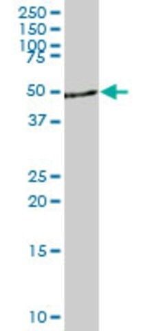 Monoclonal Anti-DYRK4, (C-terminal) antibody produced in mouse