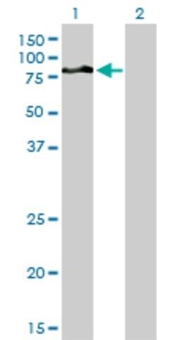 Monoclonal Anti-DVL3, (N-terminal) antibody produced in mouse